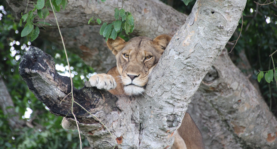 Ishasha tree climbing lion